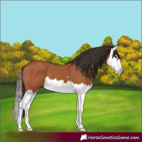 Horse Color:Bay Splash 
