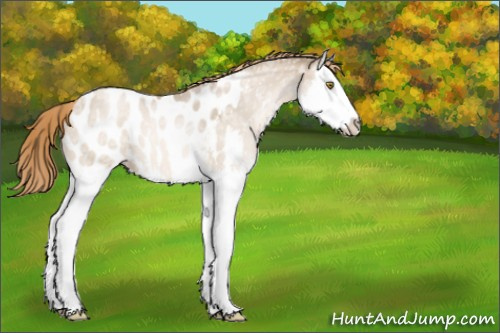 Horse Color:Liver Red Dun Ice Pearl Splash Appaloosa 