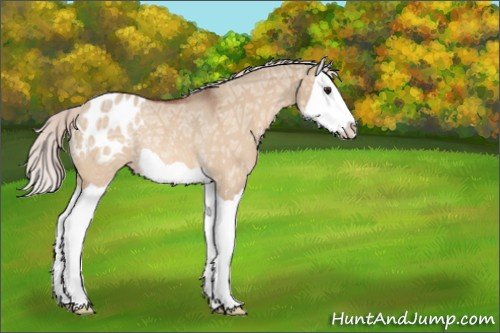 Horse Color:Silver Bay Ice Dun Splash Appaloosa Rabicano