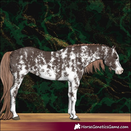 Horse Color:Liver Chestnut Sabino 