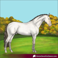 Horse Color:Amber Cream Champagne Roan 