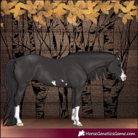 Horse Color:Smoky Black 