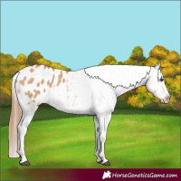 Horse Color:Red Dun Blanket
