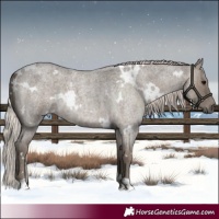 Horse Color:White Spotted Silver Grullo Roan Brindle 