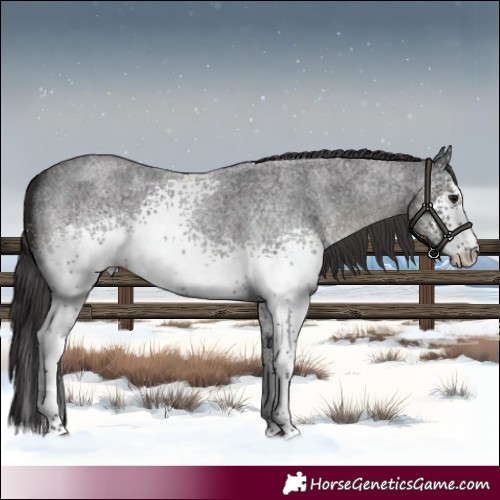 Horse Color:White Spotted Smoky Blue Roan 