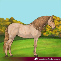 Horse Color:Red Roan
