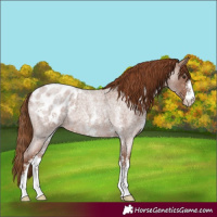 Horse Color:Red Roan Sabino Appaloosa Rabicano 