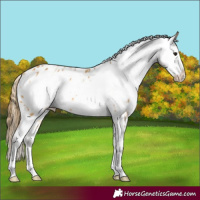 Horse Color:Buckskin Frame Appaloosa 