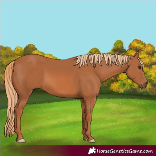 Horse Color:Chestnut 
