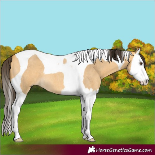 Horse Color:Buckskin Roan Dun Splash Tobiano 