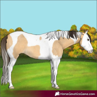 Horse Color:Buckskin Roan Dun Splash Tobiano 