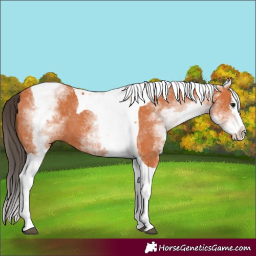 Horse Color:White Spotted Bay Splash Tobiano 