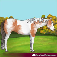 Horse Color:White Spotted Bay Splash Tobiano 