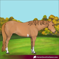 Horse Color:Chestnut Tobiano 