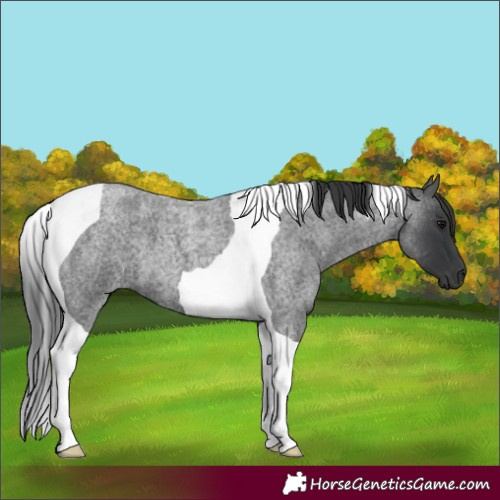 Horse Color:Blue Roan Tobiano 