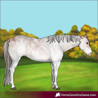 Horse Color:White Spotted Bay Rabicano