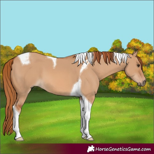 Horse Color:Red Dun Tobiano 