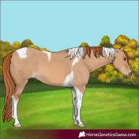 Horse Color:Red Dun Tobiano