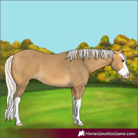 Horse Color:Silver Buckskin Splash