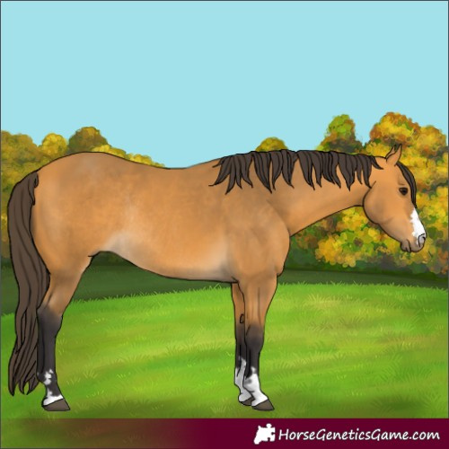 Horse Color:Buckskin Rabicano