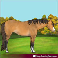 Horse Color:Buckskin Rabicano 