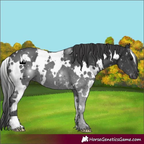 Horse Color:White Spotted Black