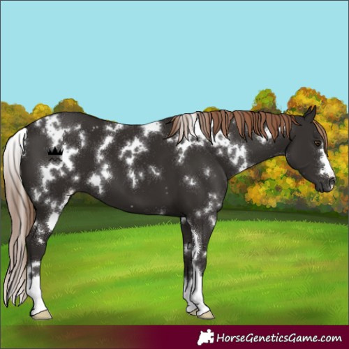 Horse Color:White Spotted Liver Chestnut