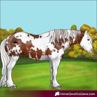 Horse Color:White Spotted Silver Brown Splash 