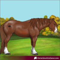 Horse Color:Chestnut Sabino 