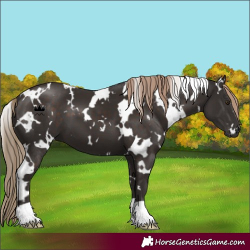 Horse Color:White Spotted Liver Chestnut 