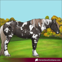 Horse Color:White Spotted Liver Chestnut 