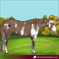 Horse Color:Liver Red Dun Sabino 