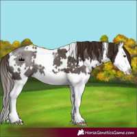 Horse Color:White Spotted Liver Chestnut Splash 