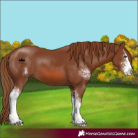 Horse Color:Chestnut Sabino 