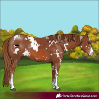 Horse Color:White Spotted Chestnut Sabino 