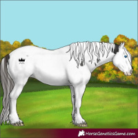 Horse Color:White Spotted Liver Chestnut Splash Tobiano 