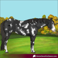 Horse Color:White Spotted Liver Chestnut Sabino 