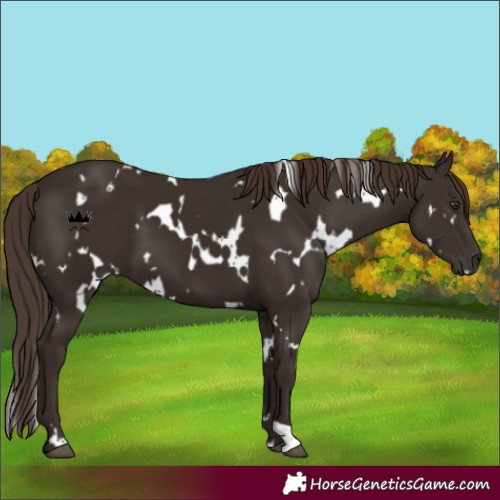 Horse Color:White Spotted Liver Chestnut 