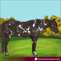 Horse Color:White Spotted Liver Chestnut 