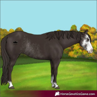 Horse Color:Liver Chestnut Sabino Rabicano 
