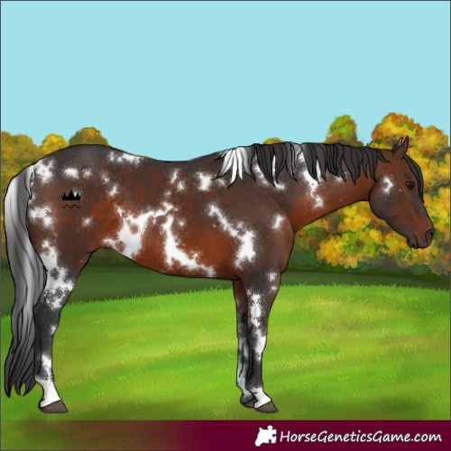 Horse Color:White Spotted Brown