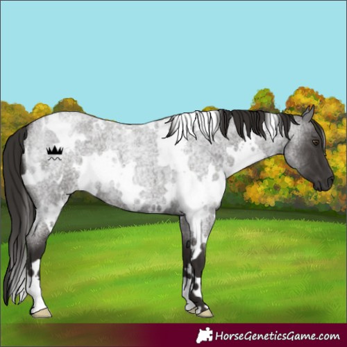 Horse Color:White Spotted Liver Red Roan 