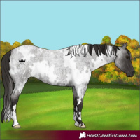 Horse Color:White Spotted Liver Red Roan 