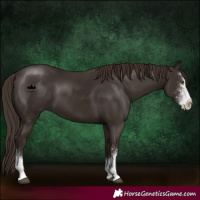 Horse Color:Liver Chestnut Sabino