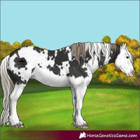 Horse Color:White Spotted Liver Chestnut Splash 