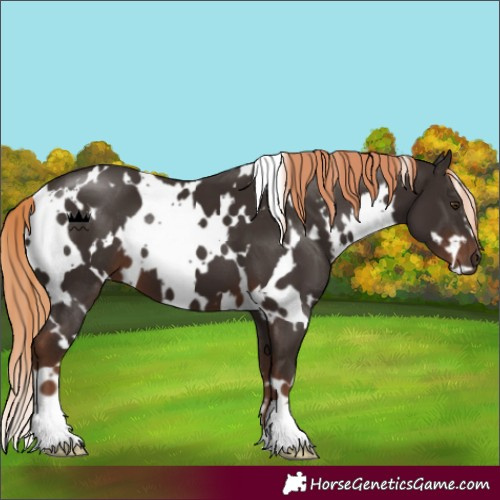 Horse Color:White Spotted Liver Chestnut