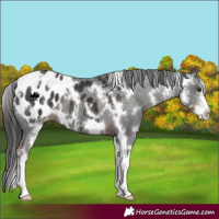 Horse Color:White Spotted Liver Chestnut Sabino Appaloosa 