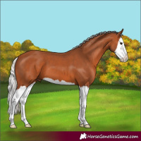 Horse Color:Silver Bay Splash 