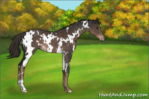 Horse Color:White Spotted Liver Chestnut Sabino Rabicano 