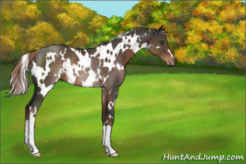 Horse Color:White Spotted Liver Chestnut Rabicano 